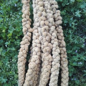 Panico in Spighe per Criceti